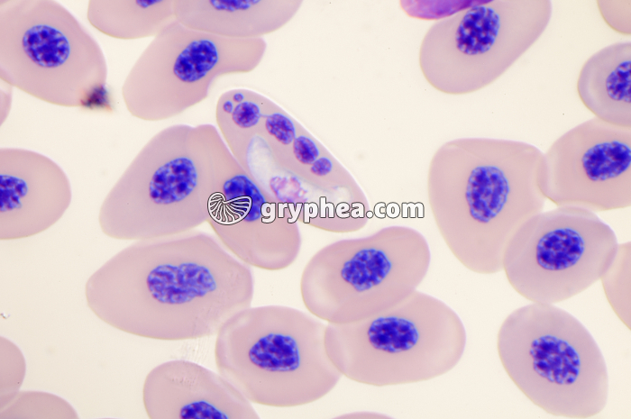 Hémogrégarine (Haemogregarina sp.) - Sang de batracien x400 - gryphea.org